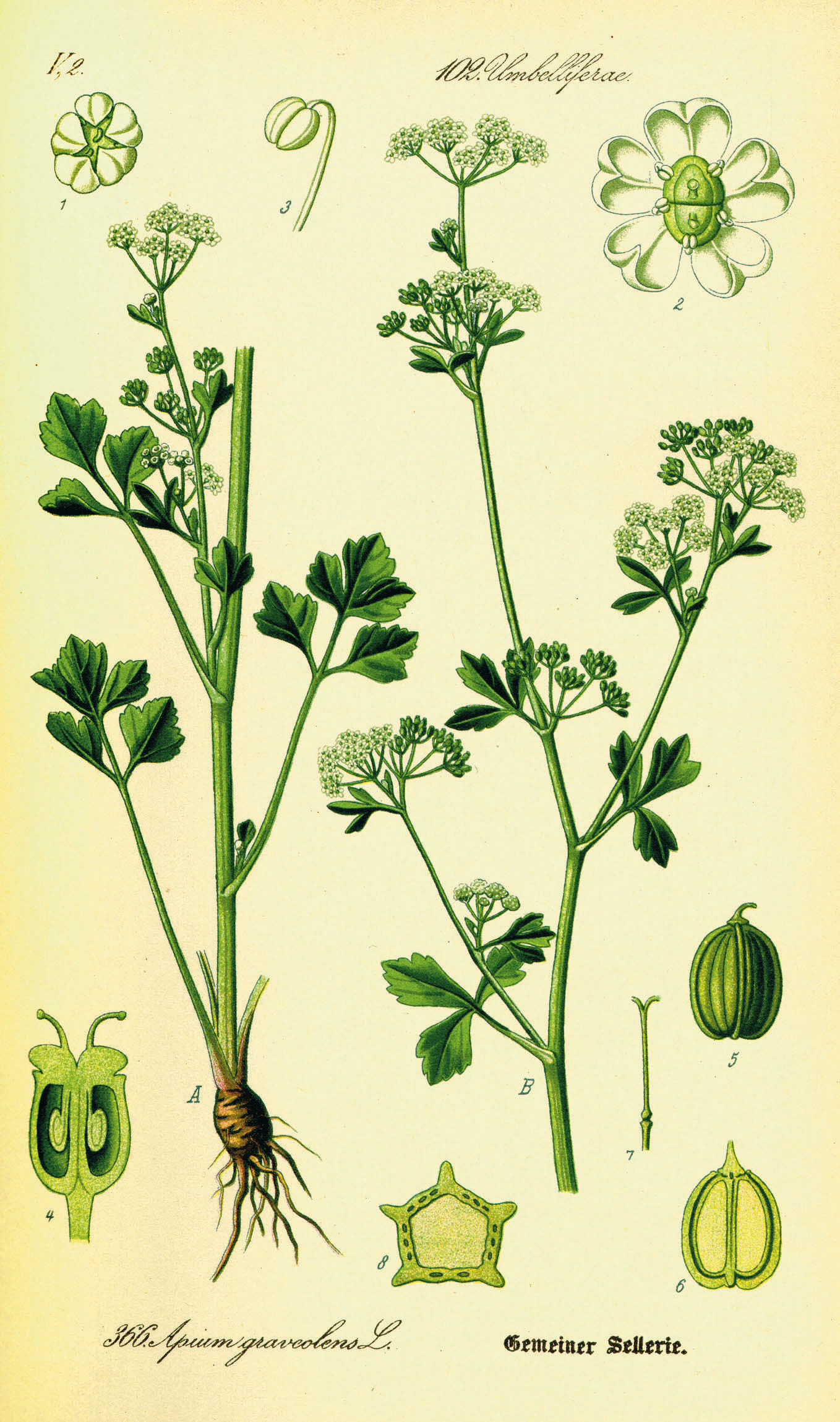 Plant-illustration-of-Celery