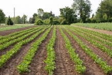 Celery-farm