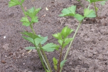 Celery-plant