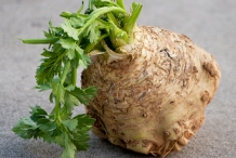 Celery-root