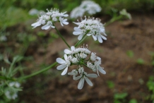 Close-up-flower-of-Celery