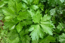 Leaves-of-Celery