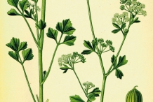 Plant-illustration-of-Celery