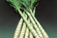 Celtuce-collection