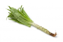 Celtuce-plant