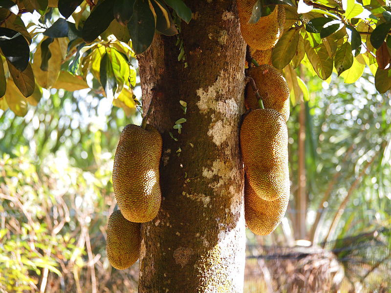 In tamil cempedak Tsempedak, Artocarpus