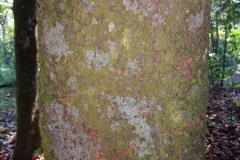 Bark-of-Cempedak-fruit