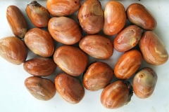 Cempedak-Seeds