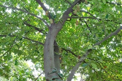 Cempedak-plant