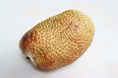 Chempedak-fruit