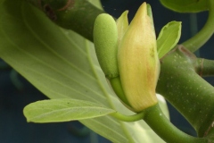 Flower-of-Cempedak-fruit