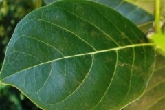 Leaf-of-Cempedak-fruit