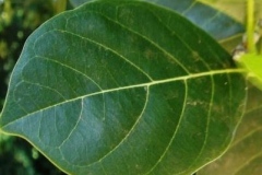 Leaf-of-Cempedak-fruit