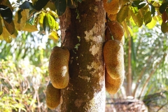Mature-Cempedak-fruit-on-the-tree
