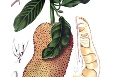 Plant-Illustration-of-Cempedak-fruit