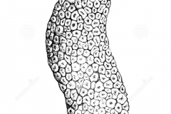 Sketch-of-Cempedak-fruit