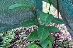 Small-Cempedak-plant