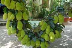 Unripe-Cempedak-fruit-on-the-tree
