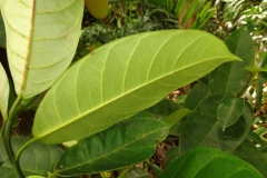 Ventral-view-of-Cempedak-Leaf