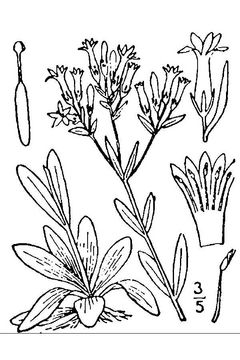 Centaury-plant-sketch