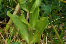 Basal-leaves-of-Centaury-plant