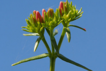 Buds-of-Centaury-plant
