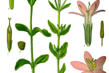 Centaury-Plant-Illustration