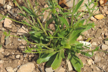 Centaury-Plant