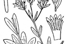 Centaury-plant-sketch