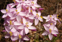 Flower-of-centaury-plant