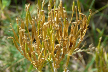 Fruits-of-Centaury-plant