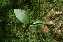 Leaves-of-Centaury-plant