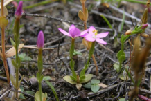 Small-Centaury-Plant