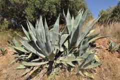 Century-Plant-growing-wild