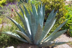 Century-plant