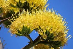 Closer-view-of-flower-of-Century-plant