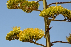 Flowering-buds-of-Century-plant
