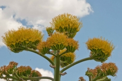 Flowers-of-Century-plant