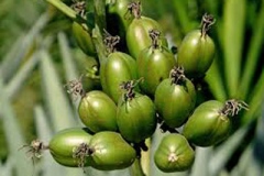 Immature-fruits-of-Century-plant