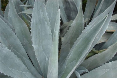 Leaves-of-Century-plant