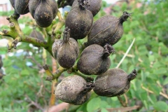 Mature-fruits-of-Century-plant