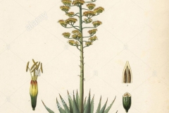 Plant-Illustration-of-Century-plant