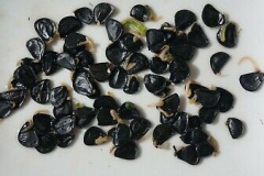 Seeds-of-Century-plant