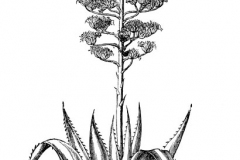 Sketch-of-Century-plant