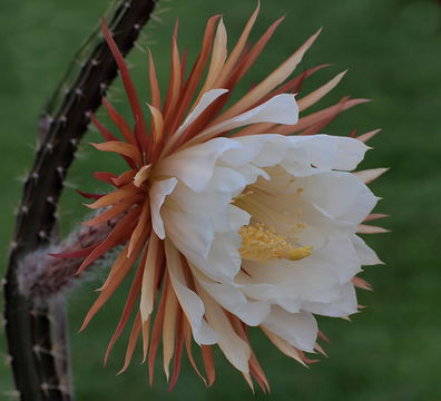 Flower-of-Cereus-Plant