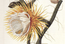 Cereus-Plant-Illustration