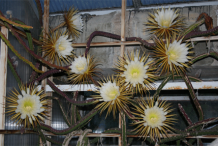 Cereus-Plant
