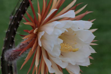 Flower-of-Cereus-Plant