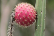 Fruit-of-Cereus-plant