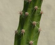 Stem-of-Cereus-plant
